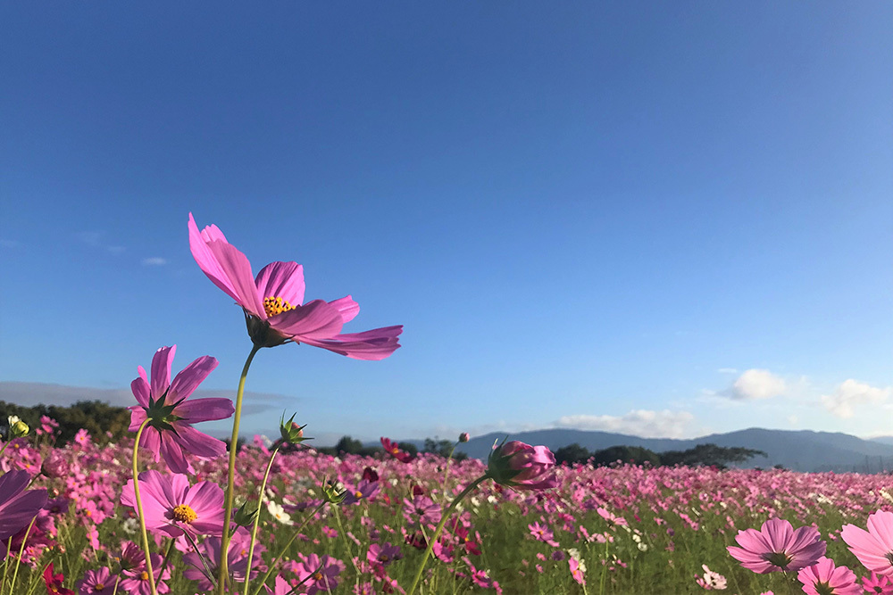 Cosmos & Fujiwara Palace Ruins - Yamato-Asuka New Tourism